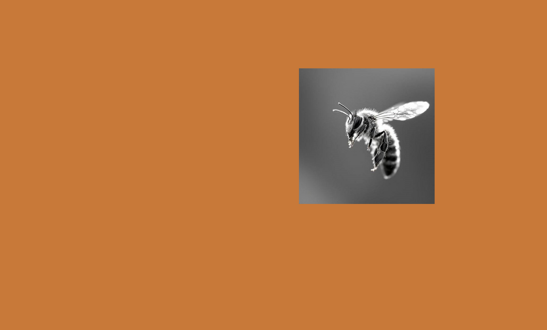 image of a bee