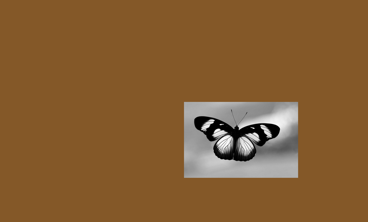 image of a butterfly