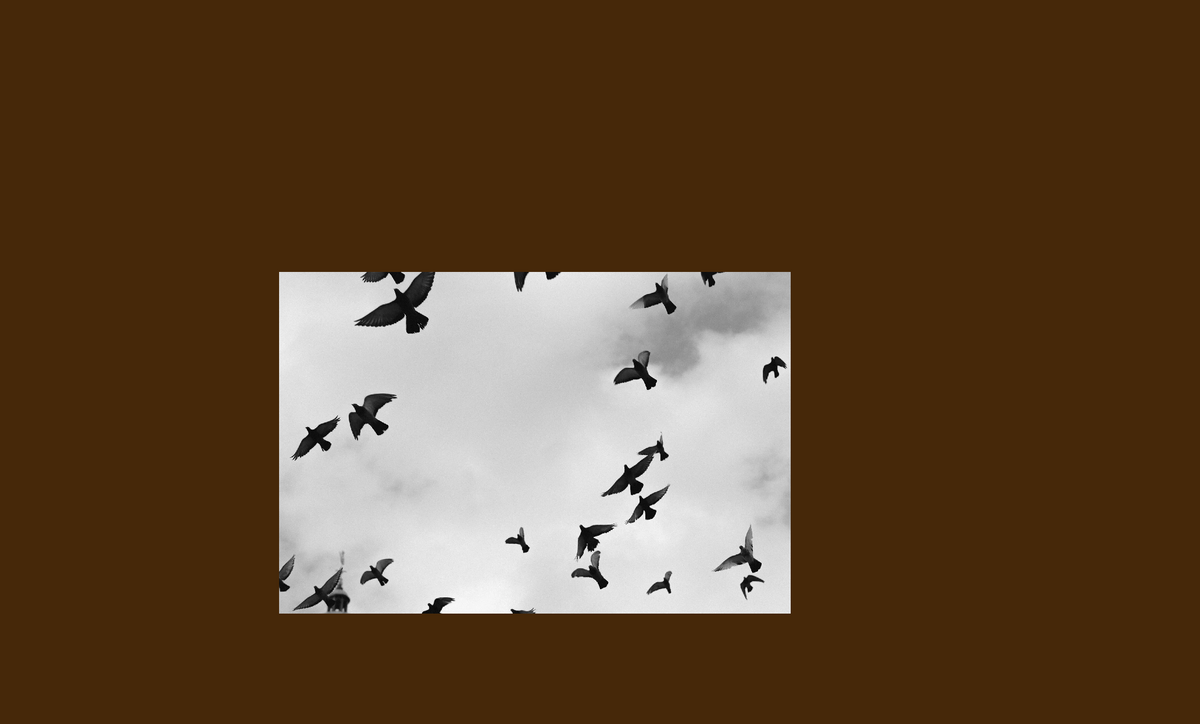 image of birds